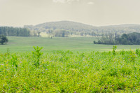 VF