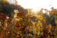 FALL-715