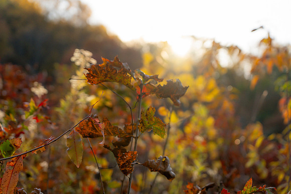 FALL-715