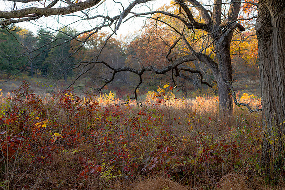 FALL-717