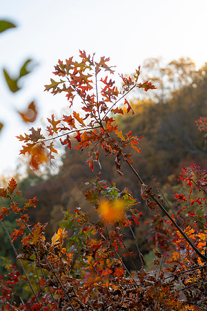 FALL-716
