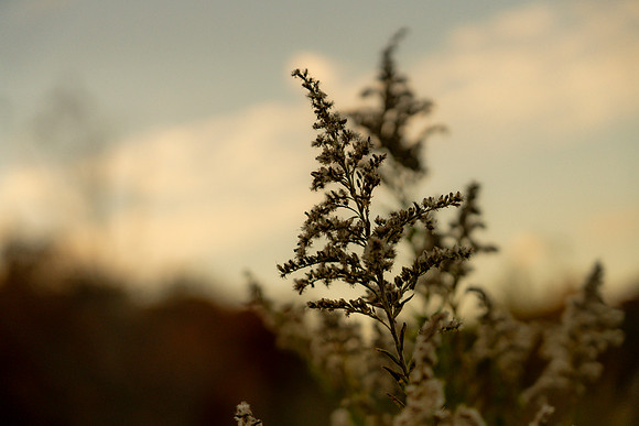 FALL-728