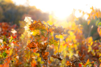 FALL-714