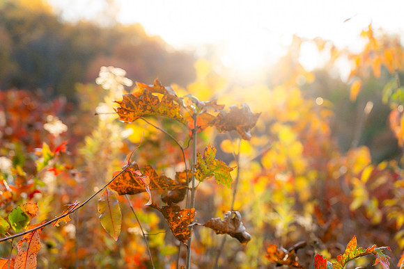 FALL-714