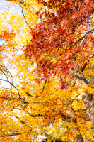 FALL-713