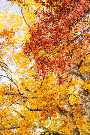 FALL-713