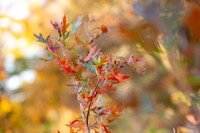 FALL-708