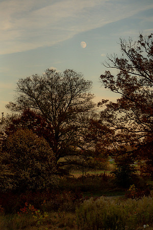 FALL-729