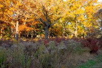 FALL-700