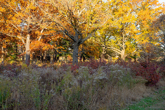 FALL-700